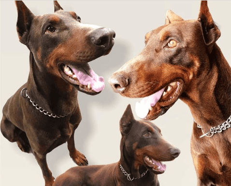 Pars kayıp, uysaldır