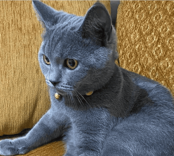 Yeşil tasması var Altınoluk civarı