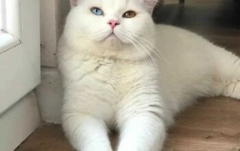 Odin