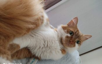 Kayıp kedi Muharrem