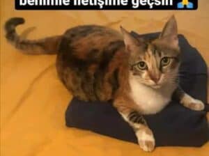 Kayıp kedi mia