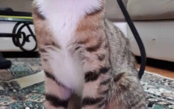 Kayip kedi Leyla