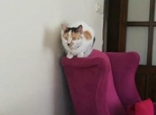 Kayıp Kedi Topaç