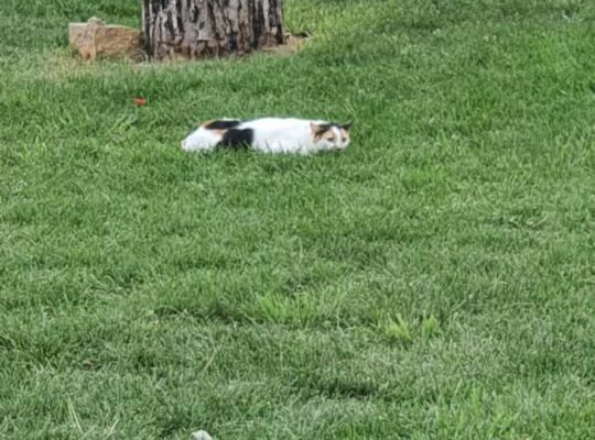 Kayıp Kedi Topaç