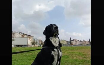 Kayıp Labrador Maya