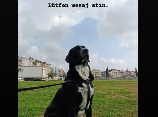 Kayıp Labrador Maya