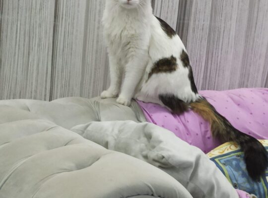 Kayıp Kedi Mestan