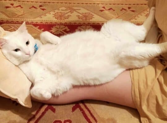 Oğlumuz Obur Kayboldu