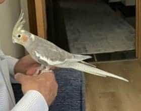 Grey sultan papağanı
