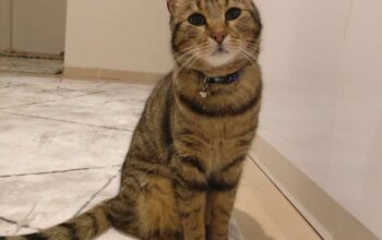 Tekir Simba Kayıp