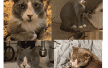 Kayıp Kedi İsmet