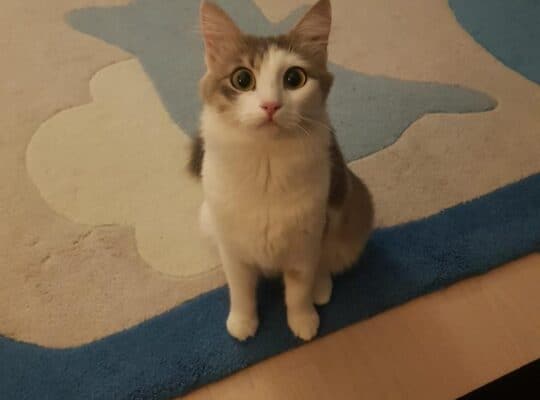 Luna kayıp