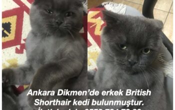 Bulunan British
