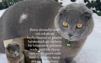 Kayıp Kedi