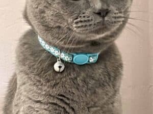 Kayıp Kedi