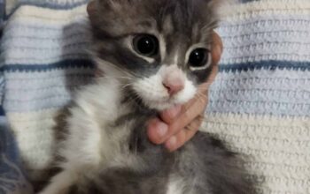 Kayıp kedi Maske