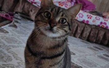 KAYIP KEDİ