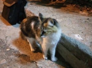 Bulunan kedi