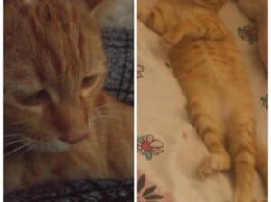 Kayıp Kedi