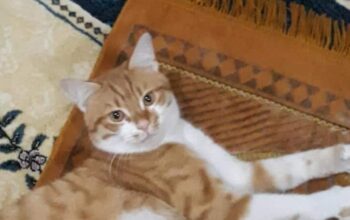 Kayıp Kedi Balım