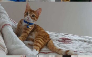 Kayıp Kedi
