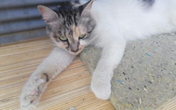 Kayıp Kedi