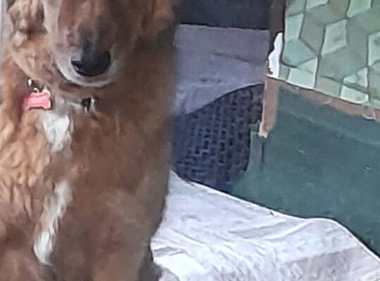 Kayıp köpek Kısmet