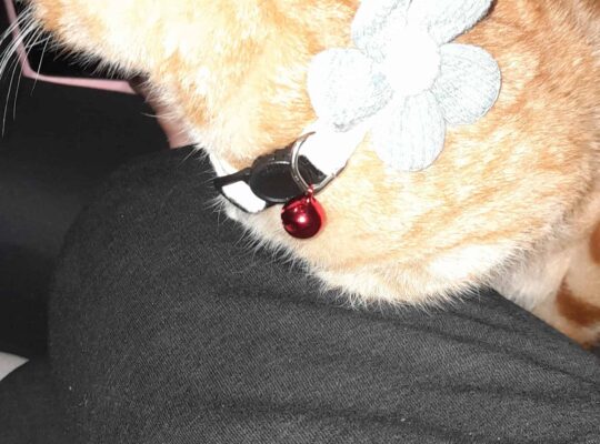 Bulunan Kedi
