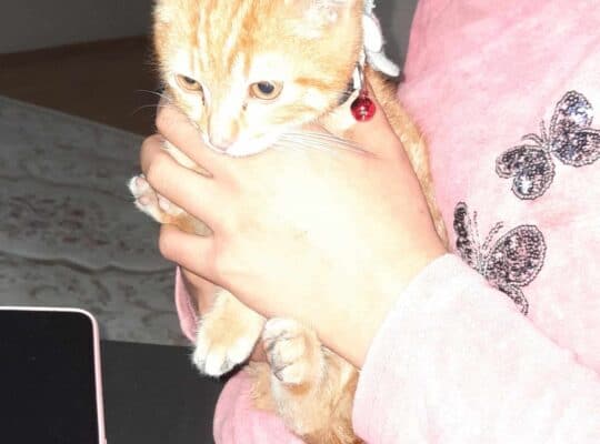 Bulunan Kedi