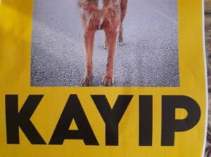 Kayıp köpek Kısmet