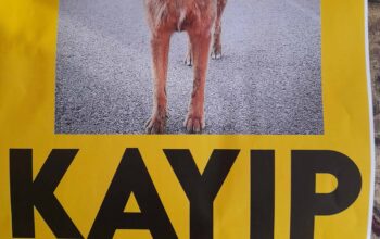 Kayıp köpek Kısmet