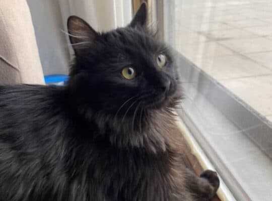 Kayıp Kedi