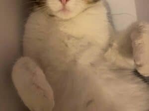Kayıp Tekir Kedi
