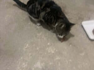 Bulunan Kedi