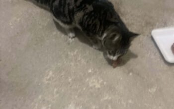 Bulunan Kedi