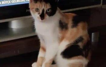 Kayıp Kedi