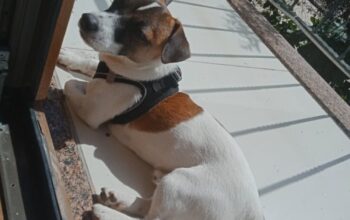 Kayıp Köpek
