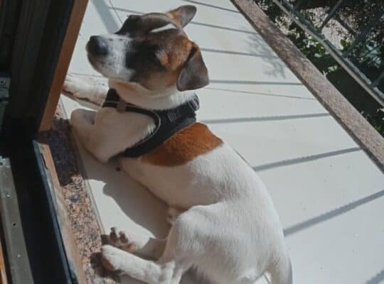 Kayıp Köpek