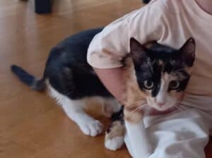 Kayıp Kedi