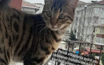 Kayıp Kedi Minik