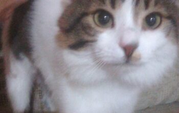 Kayıp Kedi