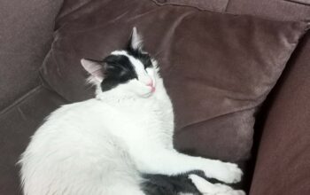 Kayıp Kedi