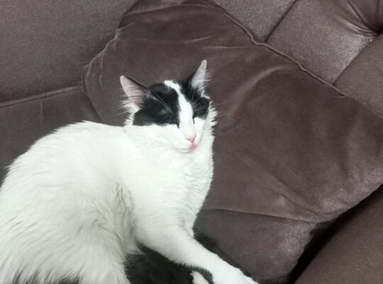 Kayıp Kedi