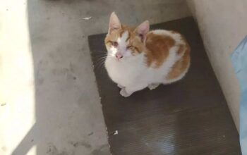 Bebiko Hatay da Kayıp Engelli