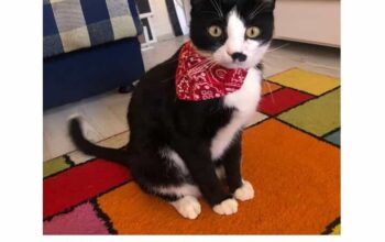 Kayıp Kedi Pera