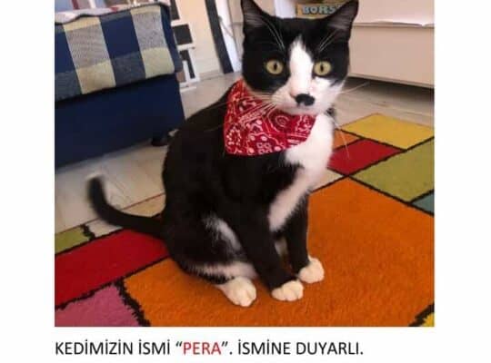 Kayıp Kedi Pera