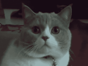 Kayıp Kedi