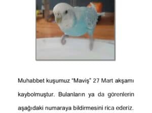 Kayıp Muhabbet Kuşu
