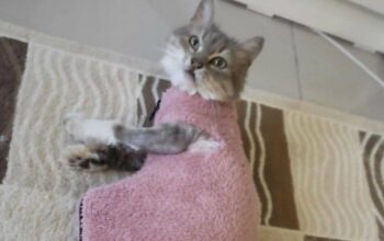 Kayıp Kedi
