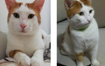 Kayıp Kedi